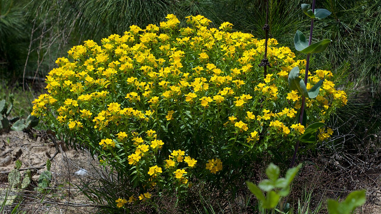 Carolina puccoon: Species from central and southeastern North America Common name: Carolina puccoon Photographed along County Road 423, Nevada County, Arkansas