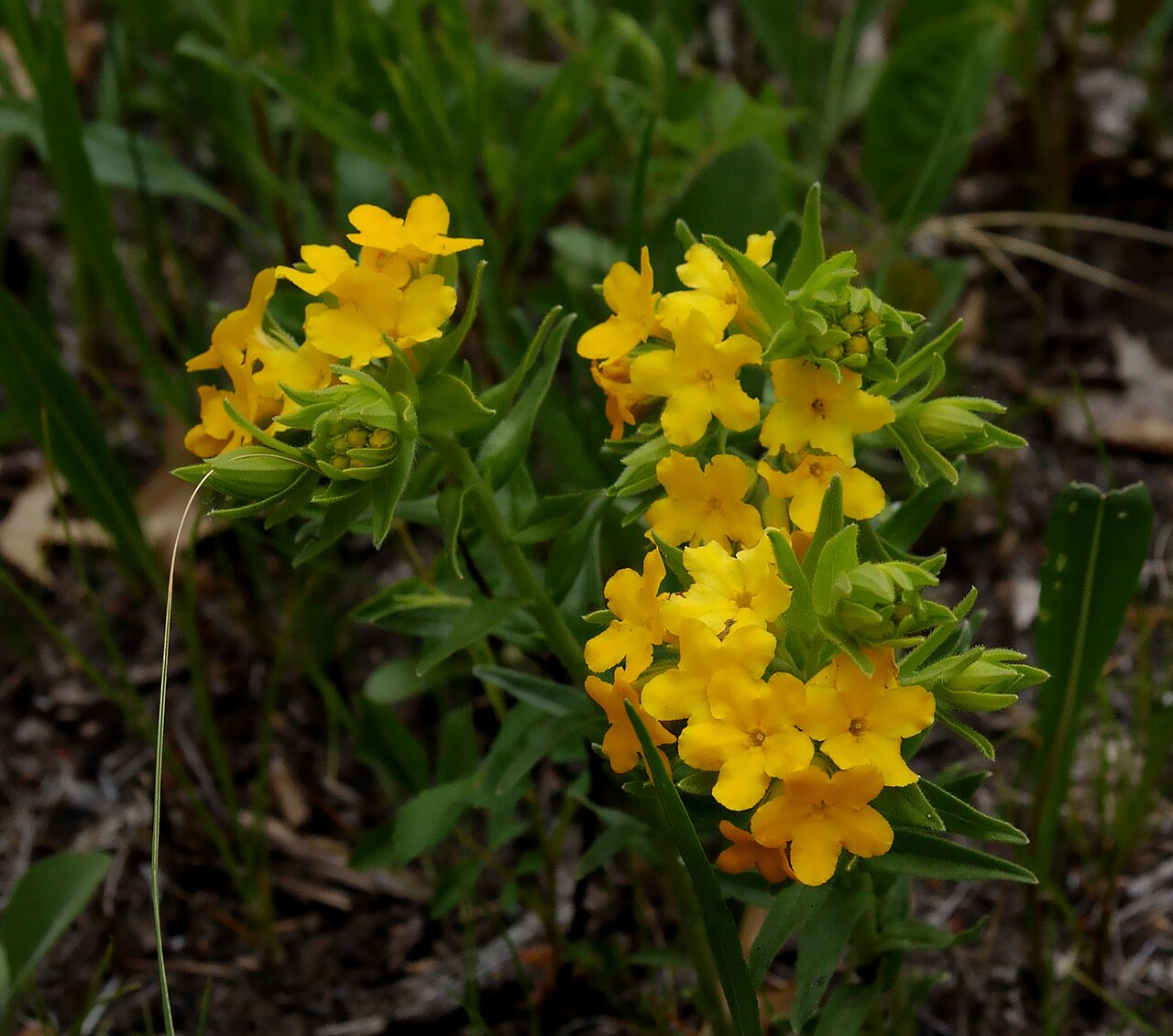 Carolina puccoon: Lithospermum caroliniense , midday. Illinois Beach State Park.