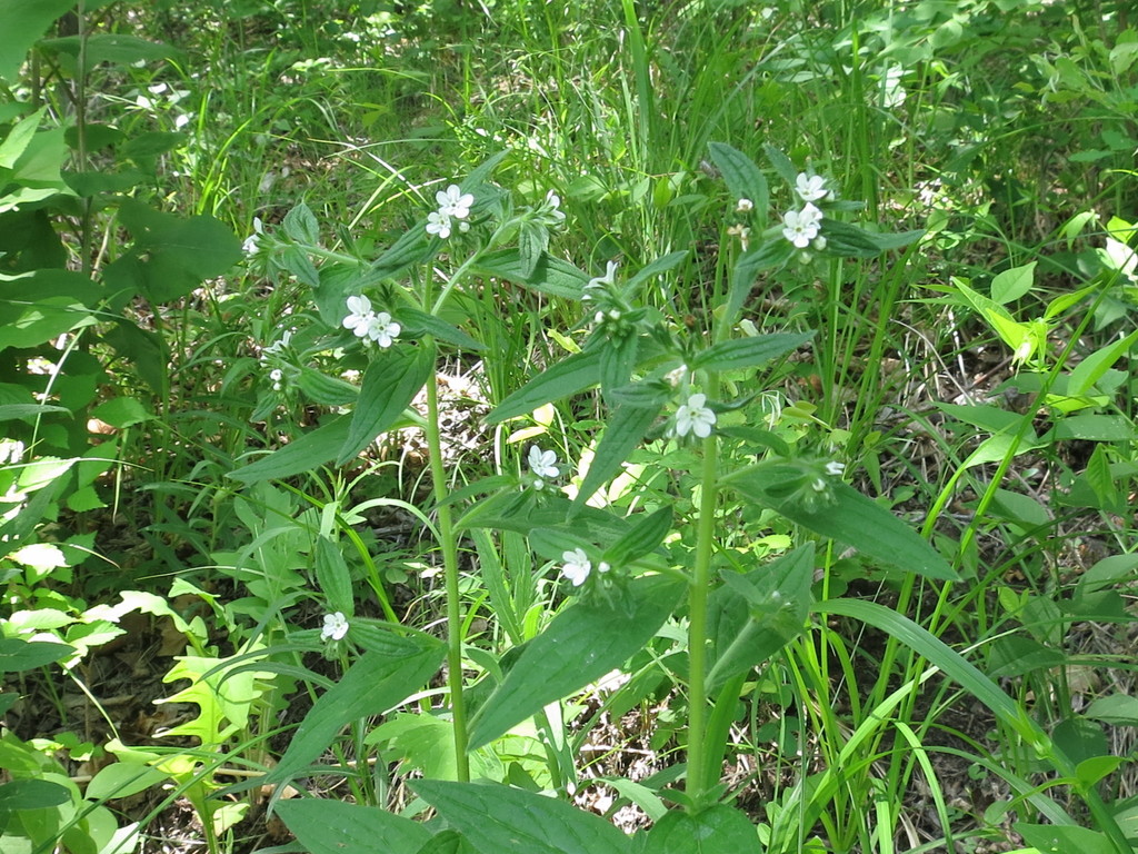 Lithospermum (Lithospermum erythrorhizon)