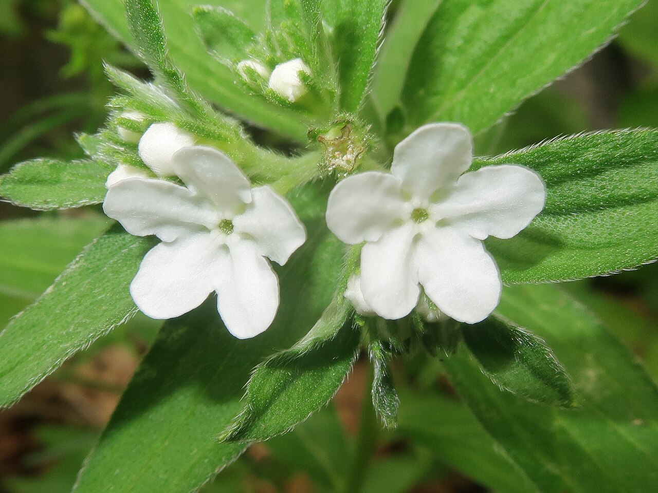 Lithospermum: Lithospermum murasaki , Iwaizumi town, Iwate pref., Japan
