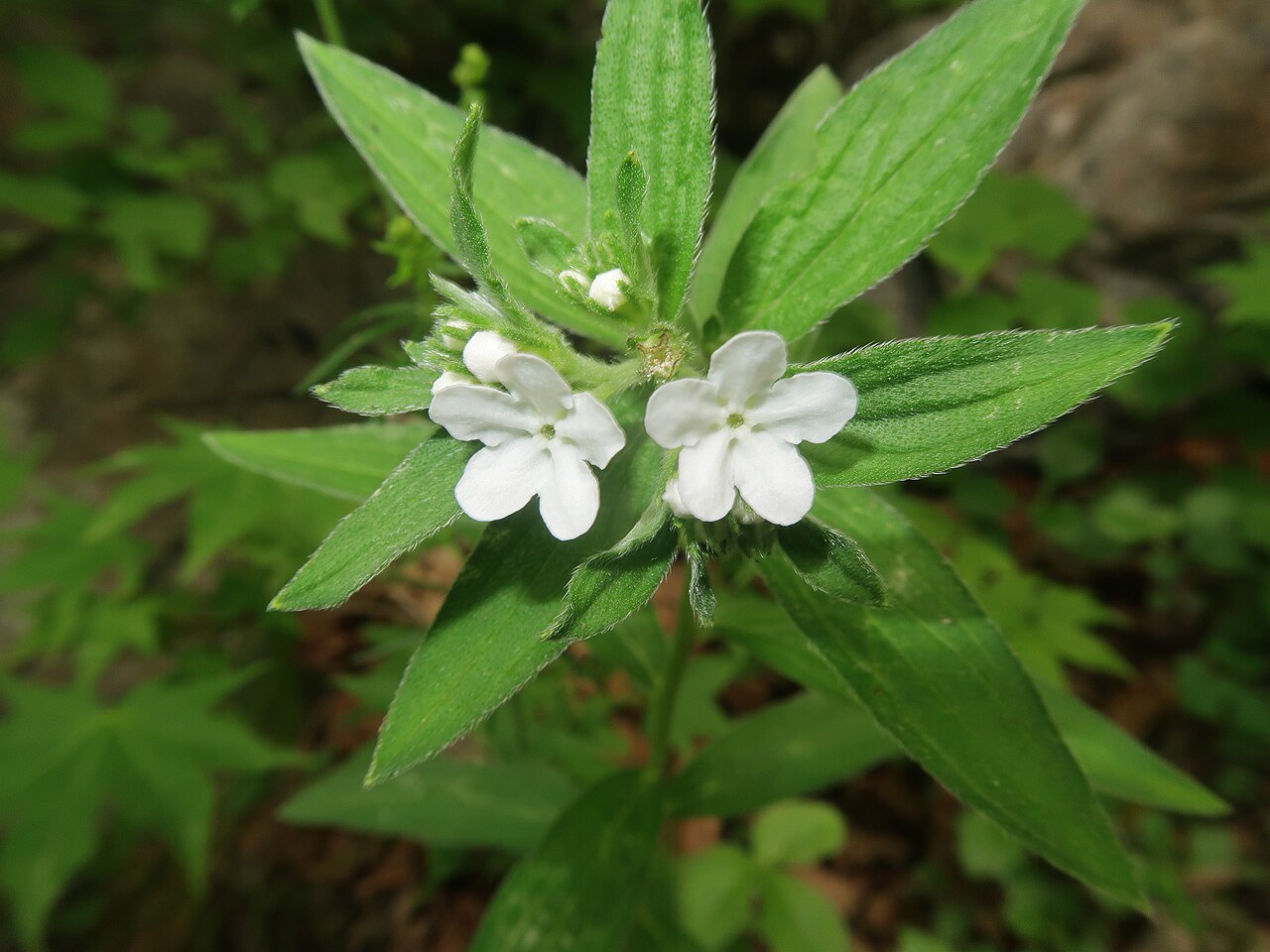 Lithospermum: Lithospermum murasaki , Iwaizumi town, Iwate pref., Japan