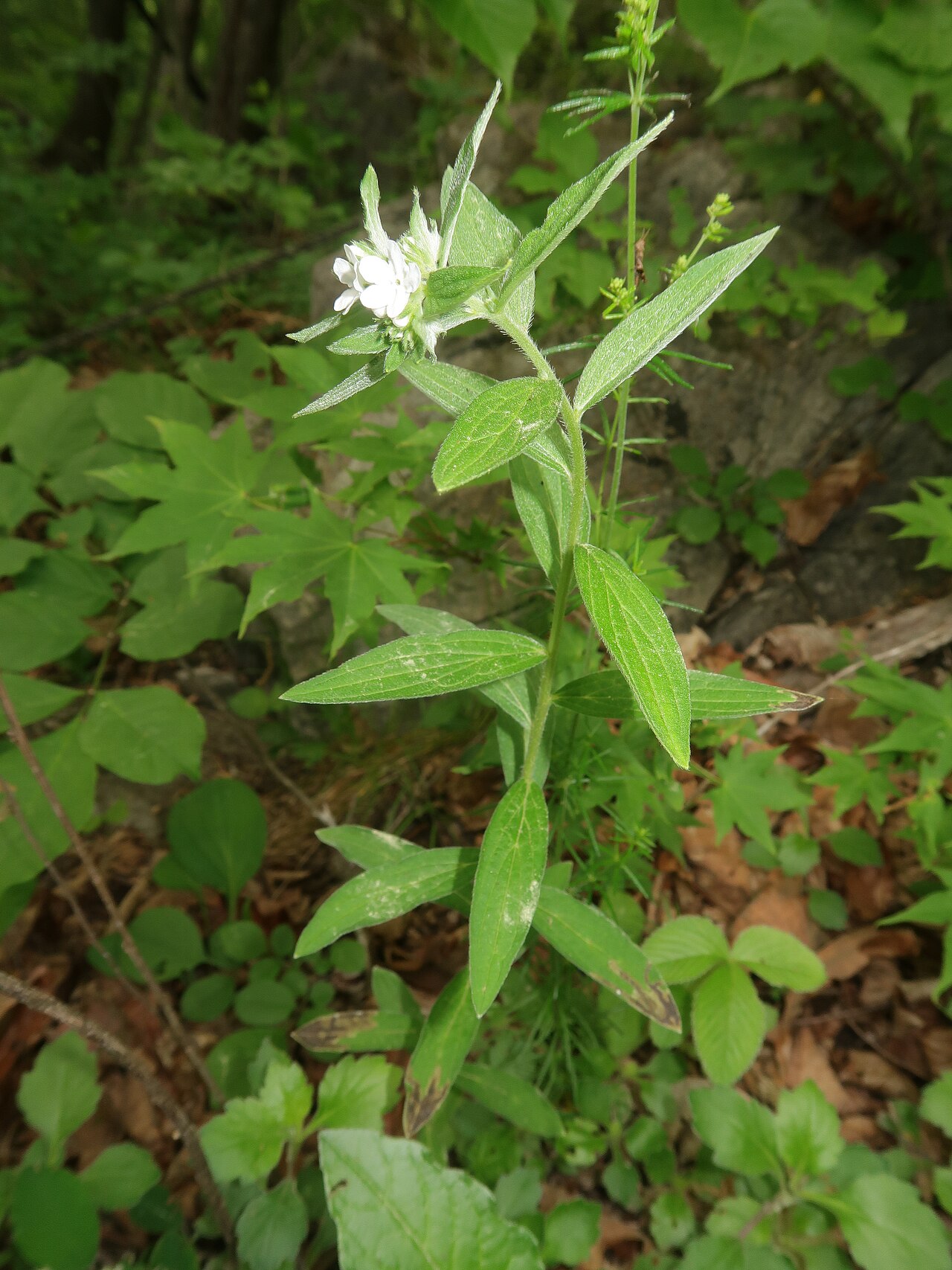 Lithospermum: Lithospermum murasaki , Iwaizumi town, Iwate pref., Japan