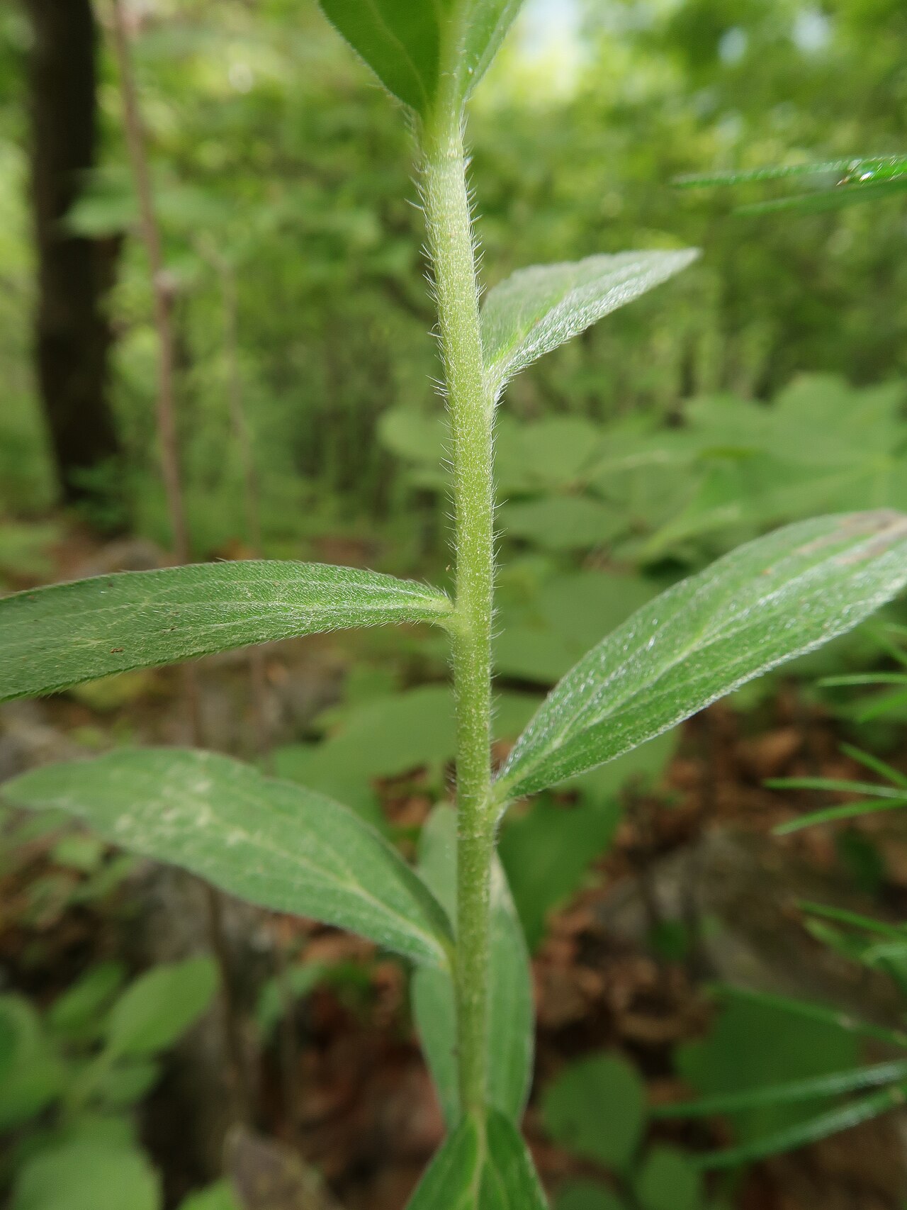Lithospermum: Lithospermum murasaki , Iwaizumi town, Iwate pref., Japan