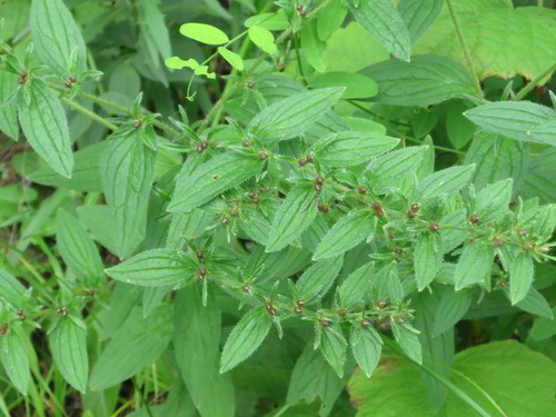 Lithospermum (Lithospermum erythrorhizon)