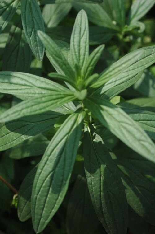 Lithospermum: Lithospermum erythrorhizon