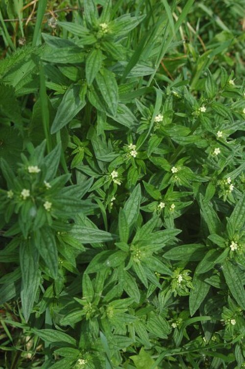 Lithospermum: Lithospermum erythrorhizon, flowers