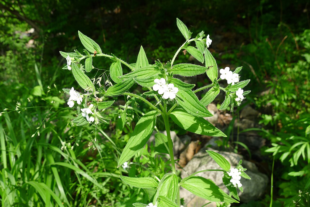 Lithospermum: IVO Partizansk town, Primorsky Krai, the Russian Far East.