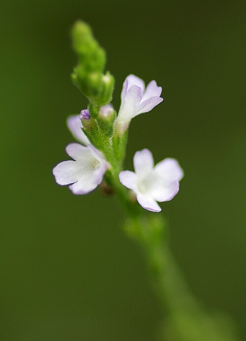 Lithospermum: Lithospermum erythrorhizon flower