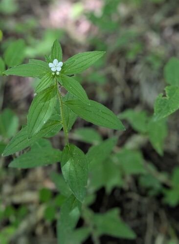 Lithospermum (Lithospermum erythrorhizon)