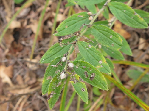 Lithospermum (Lithospermum erythrorhizon)