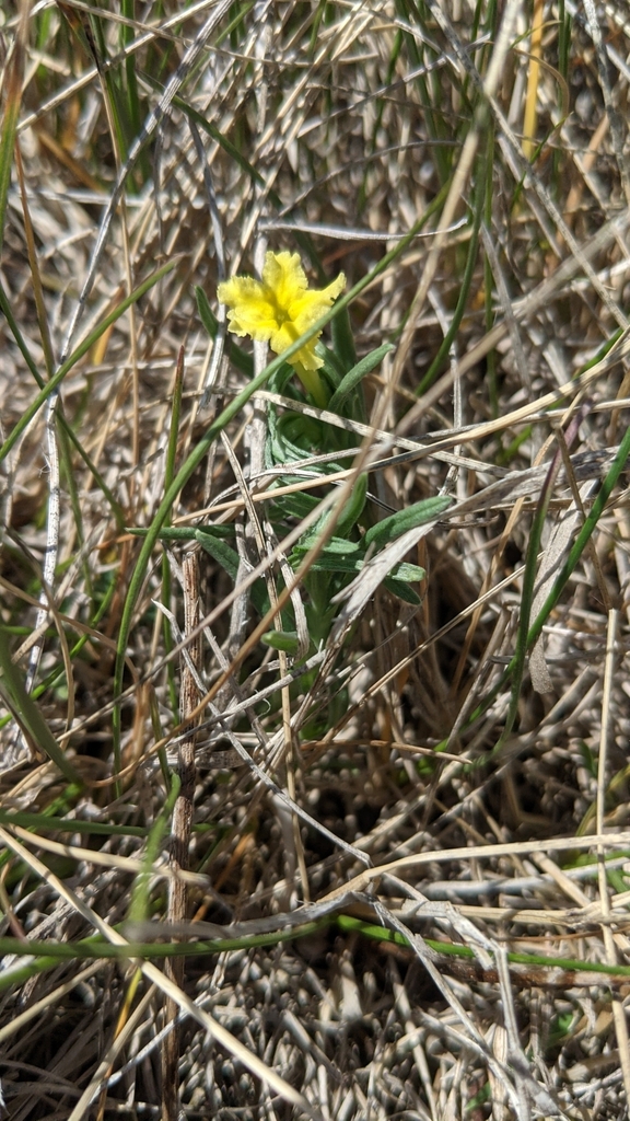 Narrowleaf stoneseed (Lithospermum incisum)