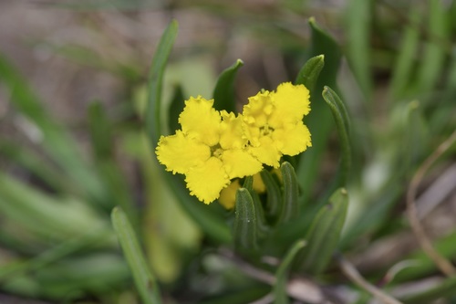 Narrowleaf stoneseed (Lithospermum incisum)