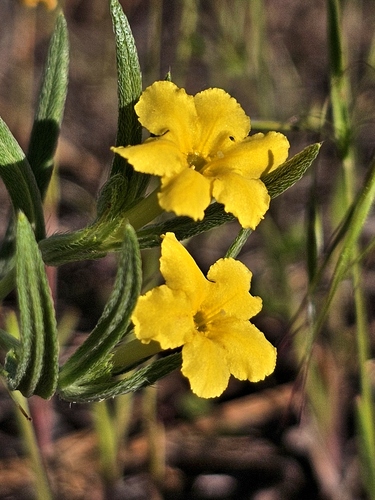 Narrowleaf stoneseed (Lithospermum incisum)