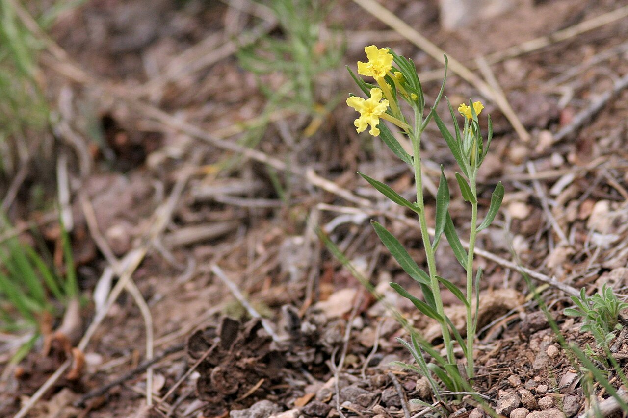 Narrowleaf stoneseed: Lithospermum incisum , Quemado Lake, 34.133 -108.495, Catron County, New Mexico, 27 May 2005.