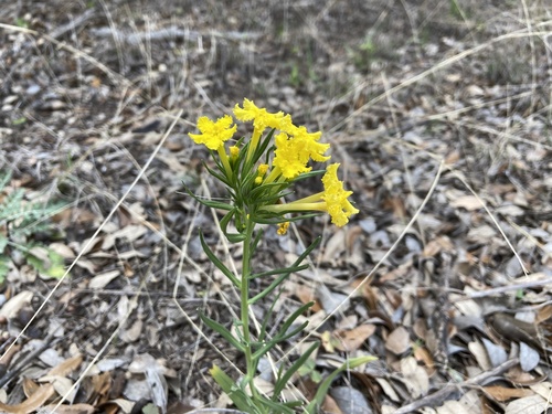 Narrowleaf stoneseed (Lithospermum incisum)