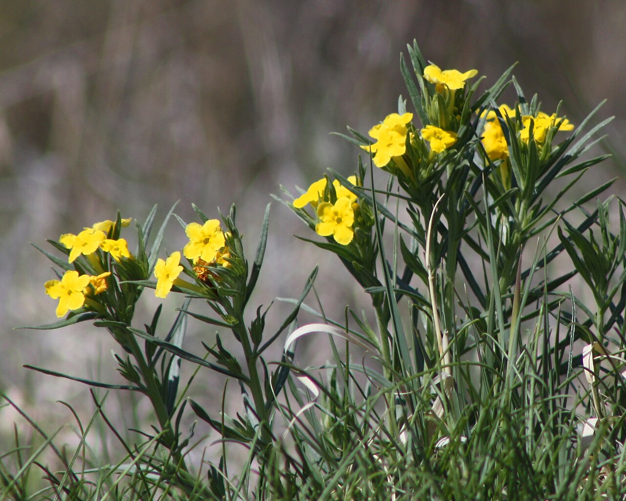 Narrowleaf stoneseed: Lithospermum incisum