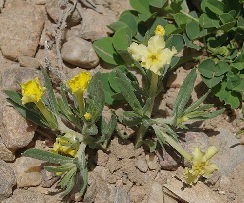 Narrowleaf stoneseed: Narrowleaf Gromwell, Narrowleaf Stoneseed, or Puccoon, Lithospermum incisum , between Borrego Mesa and Cordova, New Mexico