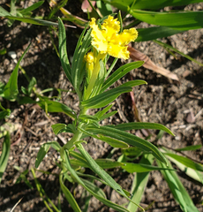 Narrowleaf stoneseed (Lithospermum incisum)