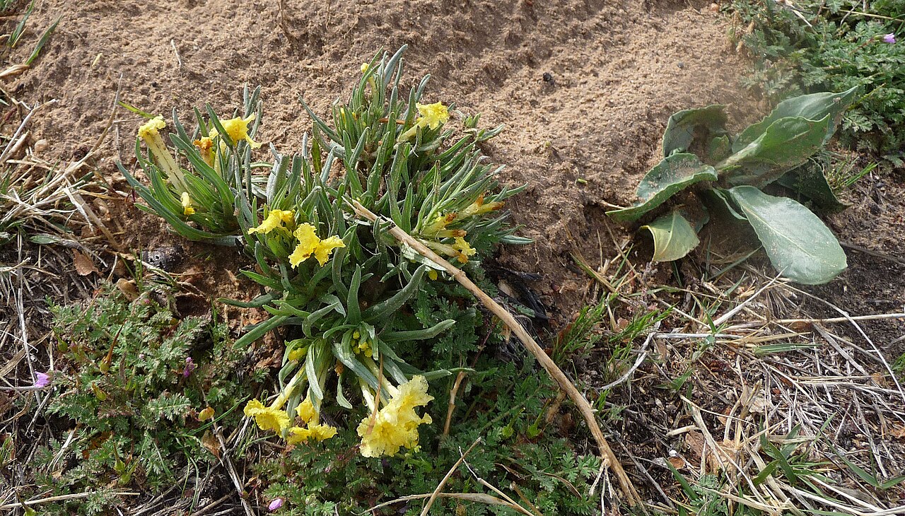 Narrowleaf stoneseed: Fringed Gromwell, Puccoon. Lithospermum incisum.