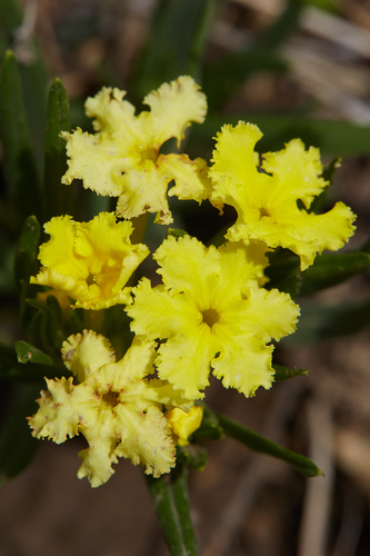Narrowleaf stoneseed (Lithospermum incisum)