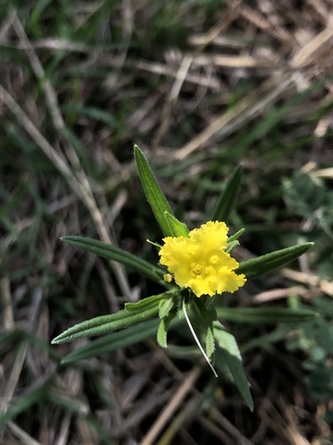 Narrowleaf stoneseed (Lithospermum incisum)