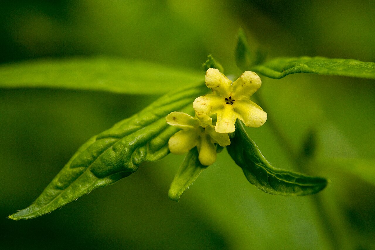 American stoneseed: Lithospermum latifolium , Clifty Falls State Park, Jefferson County, Indiana, 16 May 2011.