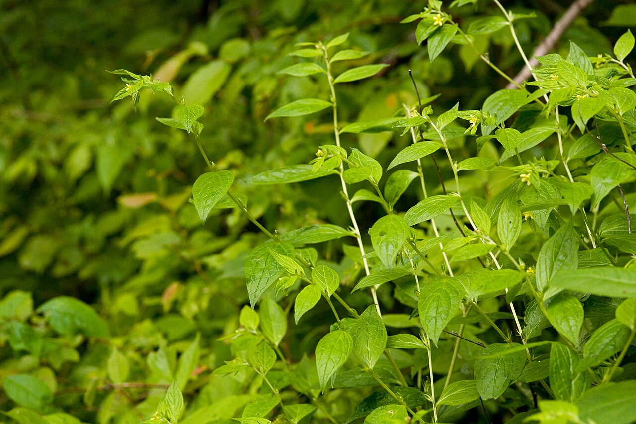 American stoneseed: Lithospermum latifolium , Clifty Falls State Park, Jefferson County, Indiana, 16 May 2011.