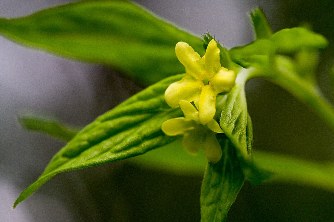American stoneseed: Lithospermum latifolium , Clifty Falls State Park, Jefferson County, Indiana, 16 May 2011.