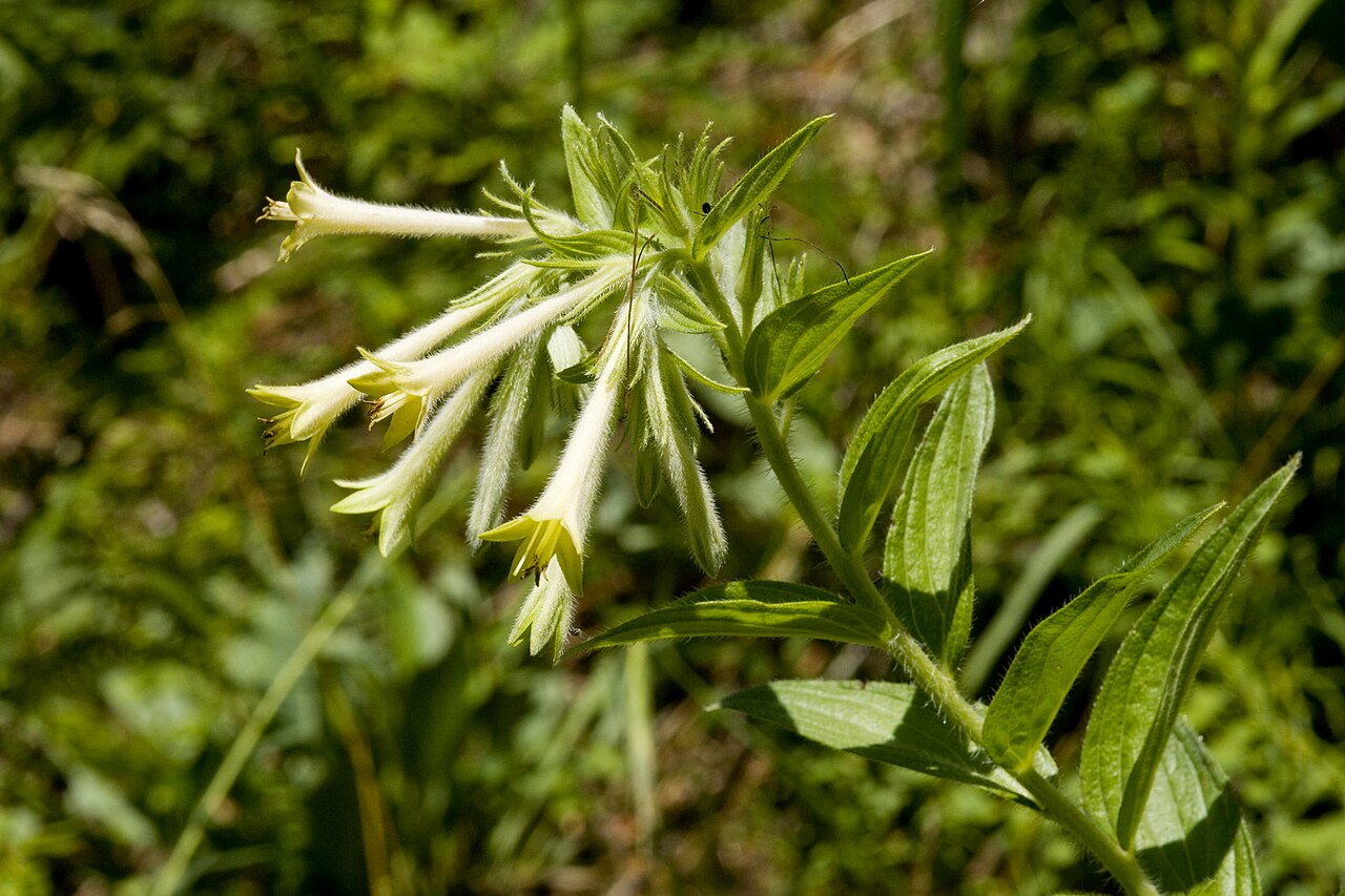 Giant trumpets: Macromeria viridiflora , Little Bonito Creek at ca. 8800 feet, east side of Sierra Blanca, Lincoln County, New Mexico, 19 Jul 2010.