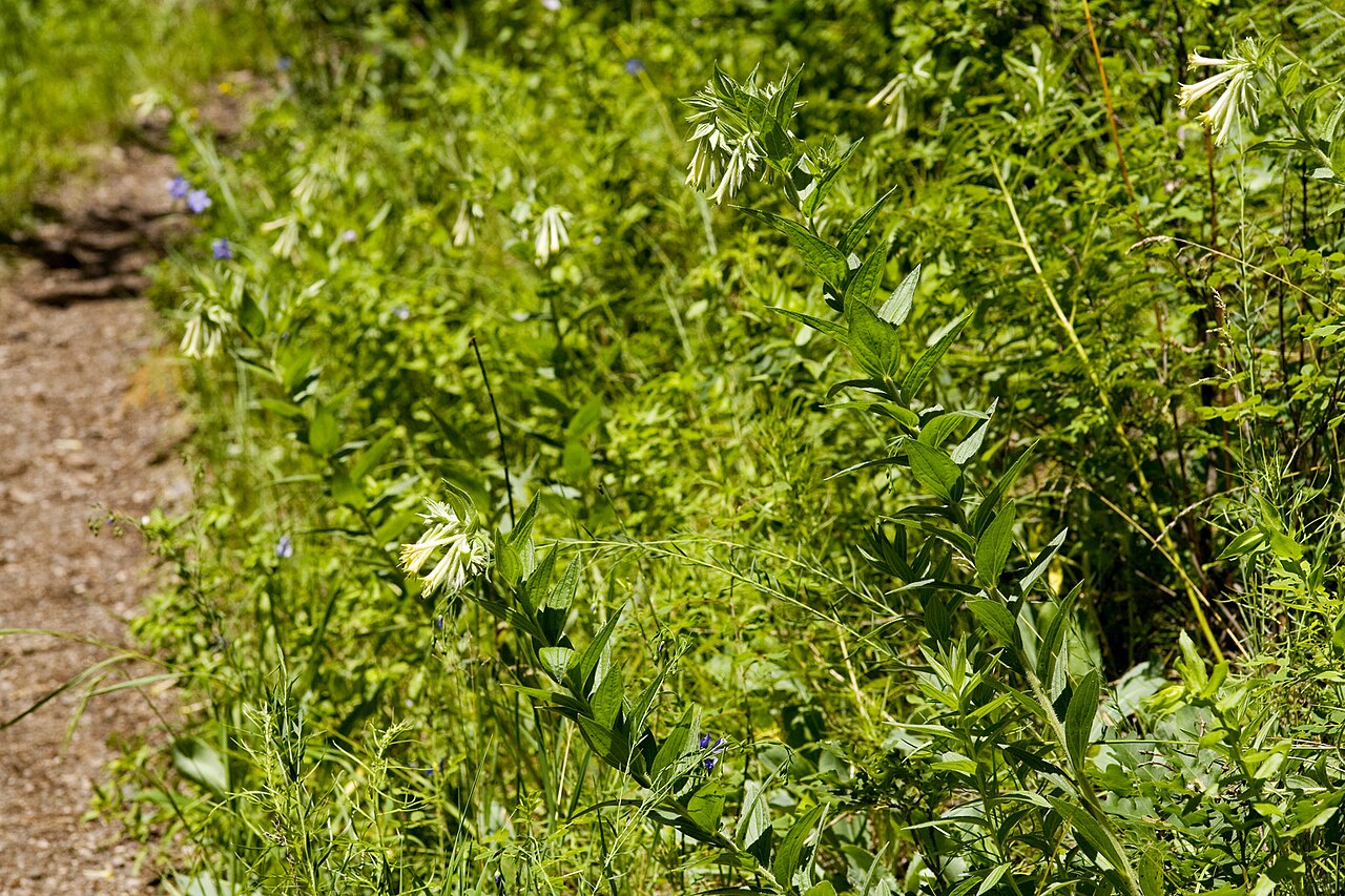 Giant trumpets: Macromeria viridiflora , along the trail at Little Bonito Creek at ca. 8600 feet, east side of Sierra Blanca, Lincoln County, New Mexico, 19 Jul 2010.