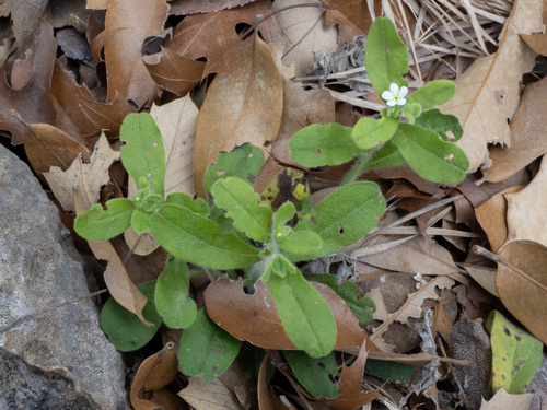 Rough stoneseed (Lithospermum matamorense)