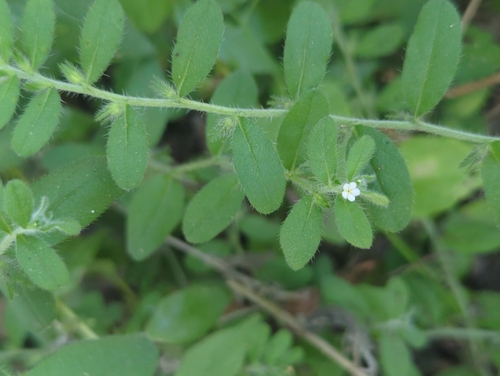 Rough stoneseed (Lithospermum matamorense)