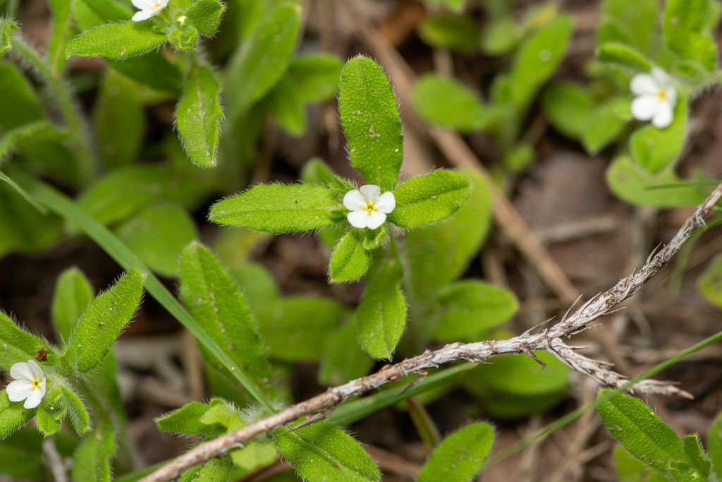 Rough stoneseed (Lithospermum matamorense)