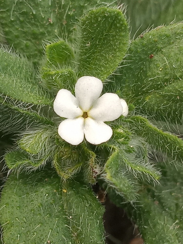 Rough stoneseed (Lithospermum matamorense)