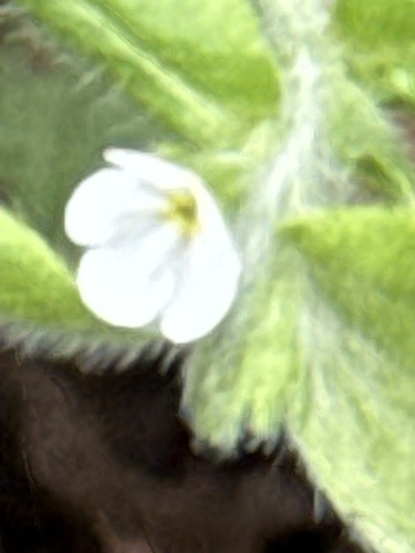 Rough stoneseed (Lithospermum matamorense)