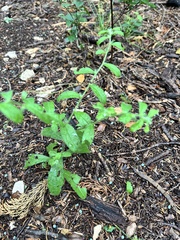 Rough stoneseed (Lithospermum matamorense)