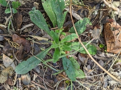 Rough stoneseed (Lithospermum matamorense)