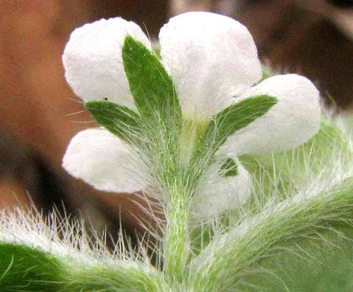 Rough stoneseed (Lithospermum matamorense)