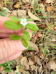 Rough stoneseed (Lithospermum matamorense)