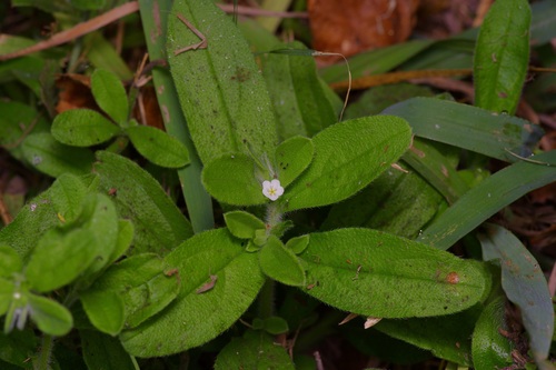 Rough stoneseed (Lithospermum matamorense)