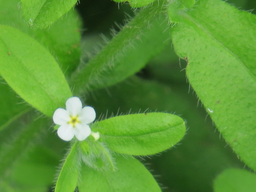 Rough stoneseed (Lithospermum matamorense)
