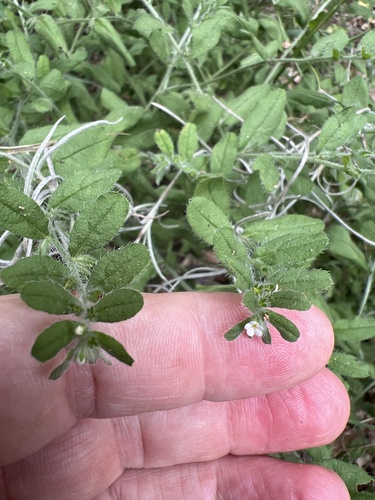 Rough stoneseed (Lithospermum matamorense)