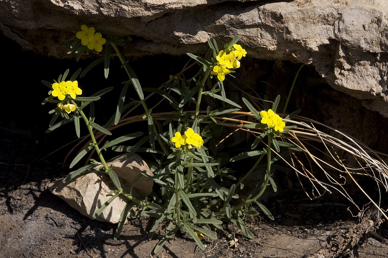 San Antonio stoneseed: Lithospermum parksii , east of Queen, Guadalupe Mountains, Eddy County, New Mexico, 9 Apr 2010.
