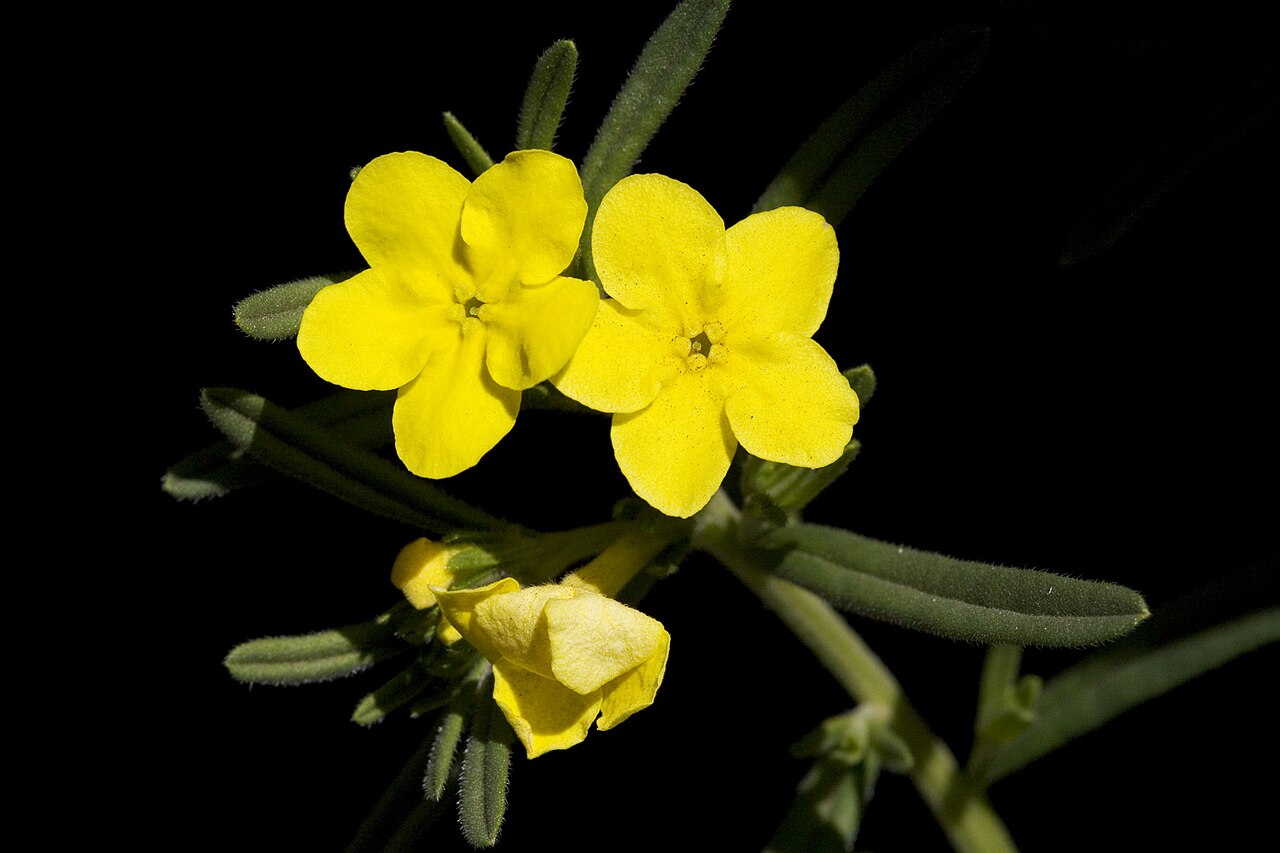 San Antonio stoneseed: Lithospermum parksii , east of Queen, Guadalupe Mountains, Eddy County, New Mexico, 9 Apr 2010.