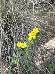 San Antonio stoneseed (Lithospermum mirabile)
