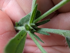 San Antonio stoneseed (Lithospermum mirabile)