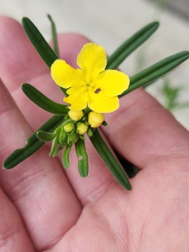 San Antonio stoneseed (Lithospermum mirabile)