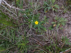 San Antonio stoneseed (Lithospermum mirabile)