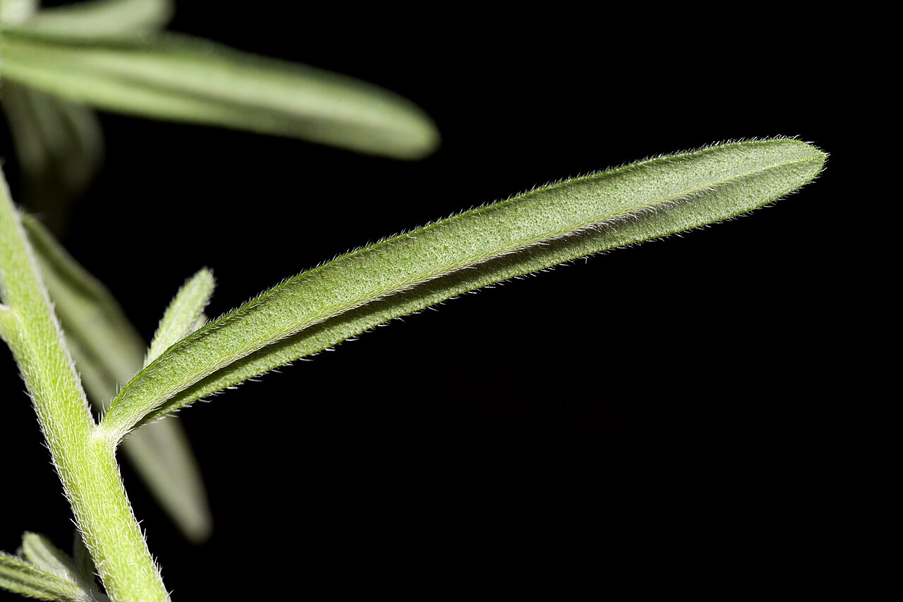 San Antonio stoneseed: Lithospermum parksii , east of Queen, Guadalupe Mountains, Eddy County, New Mexico, 9 Apr 2010.