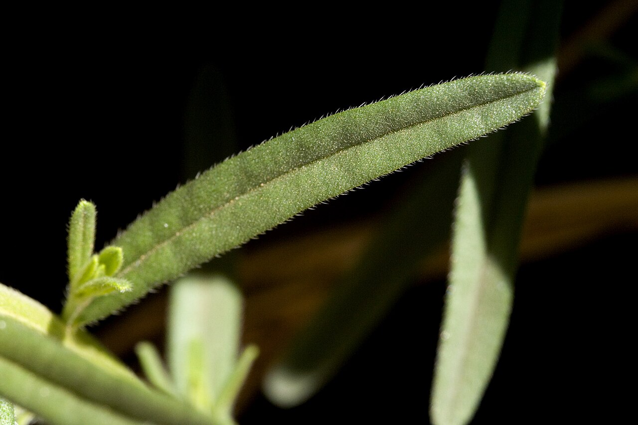 San Antonio stoneseed: Lithospermum parksii , east of Queen, Guadalupe Mountains, Eddy County, New Mexico, 9 Apr 2010.